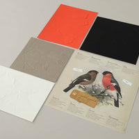 Bullfinch Bird 3D Paper Figure Kit