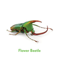 Christopher Marley’s Incredible Insects Memory Game