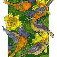 A Pitch of Orioles - Archival Print