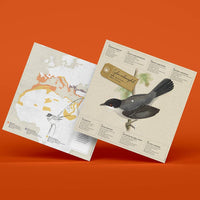 Sardinian Warbler Bird 3D Paper Figure Kit