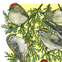 A Court of Kinglets - Archival Print
