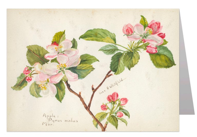 Apple Blossom Notecard