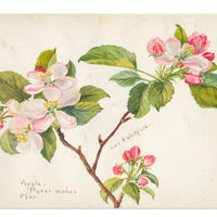 Apple Blossom Notecard