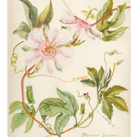 Passion Flower Notecard