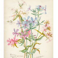 Phlox Notecard