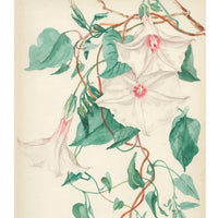 Potato Vine Notecard