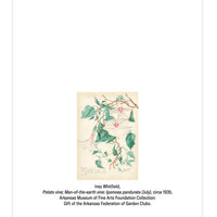 Potato Vine Notecard