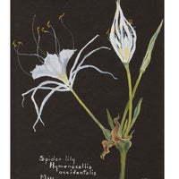 Spider Lily Notecard