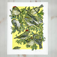 A Court of Kinglets - Archival Print
