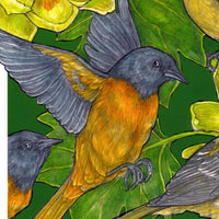 A Pitch of Orioles - Archival Print