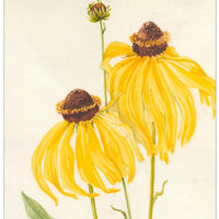 Inez Whitfield Postcard Set