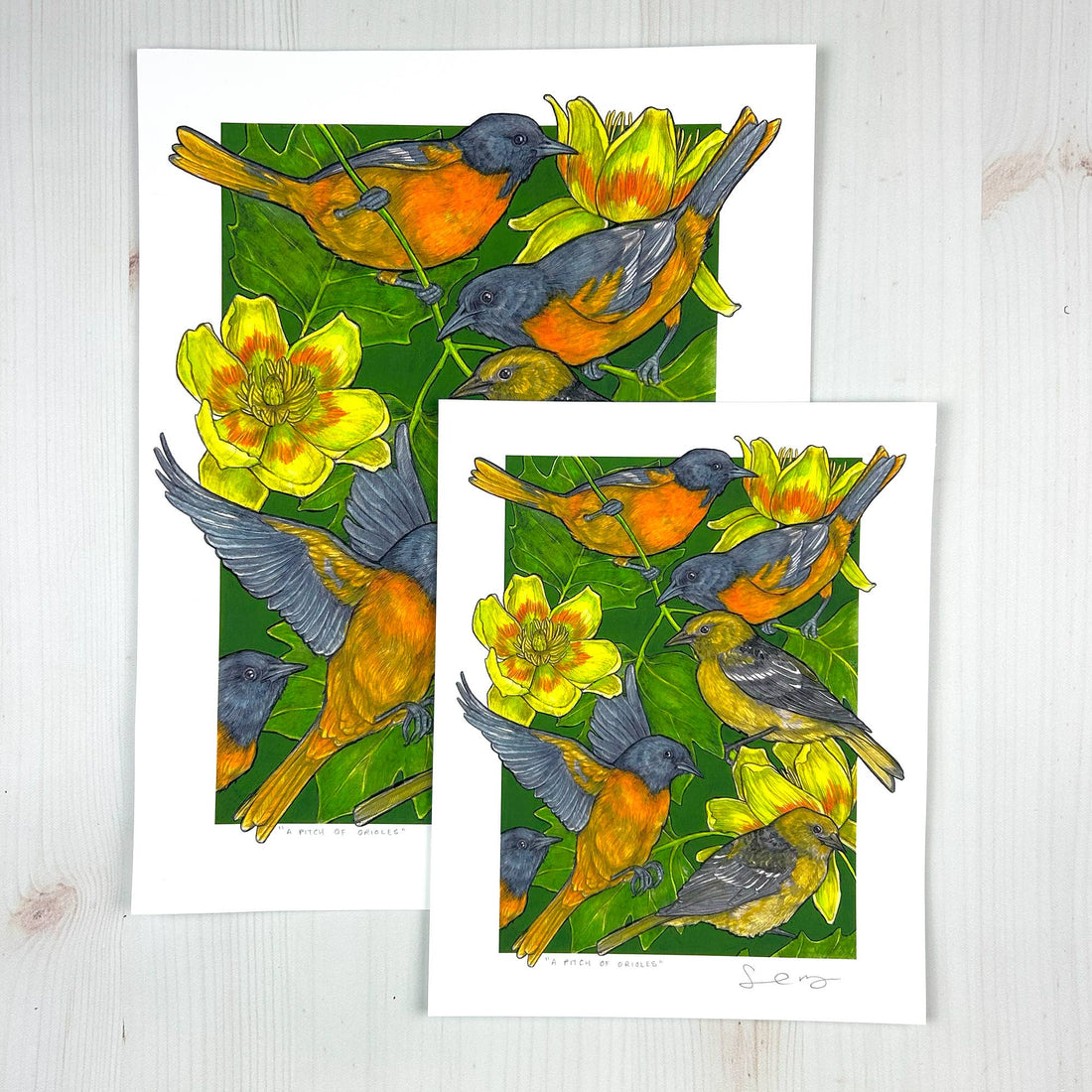 A Pitch of Orioles - Archival Print