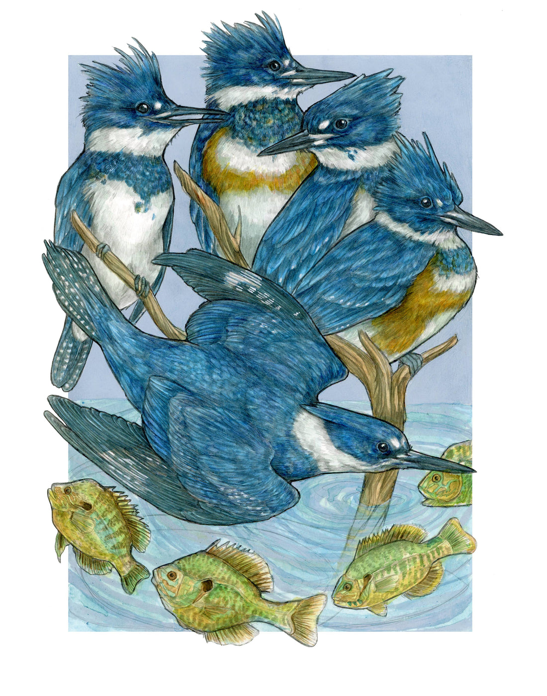 A Realm of Kingfishers - Archival Print