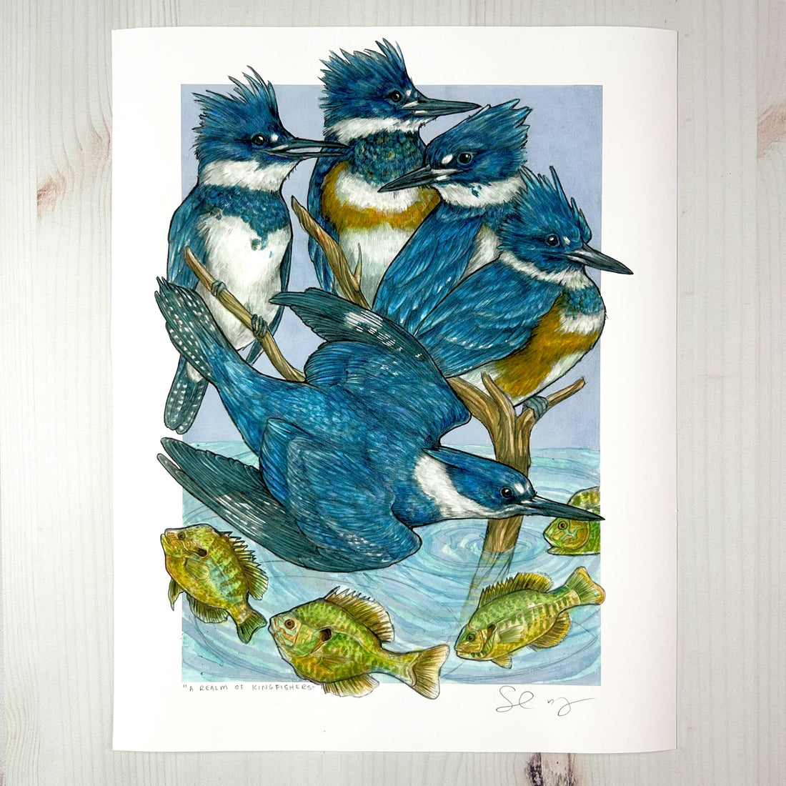 A Realm of Kingfishers - Archival Print