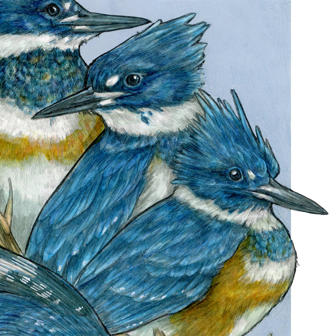 A Realm of Kingfishers - Archival Print