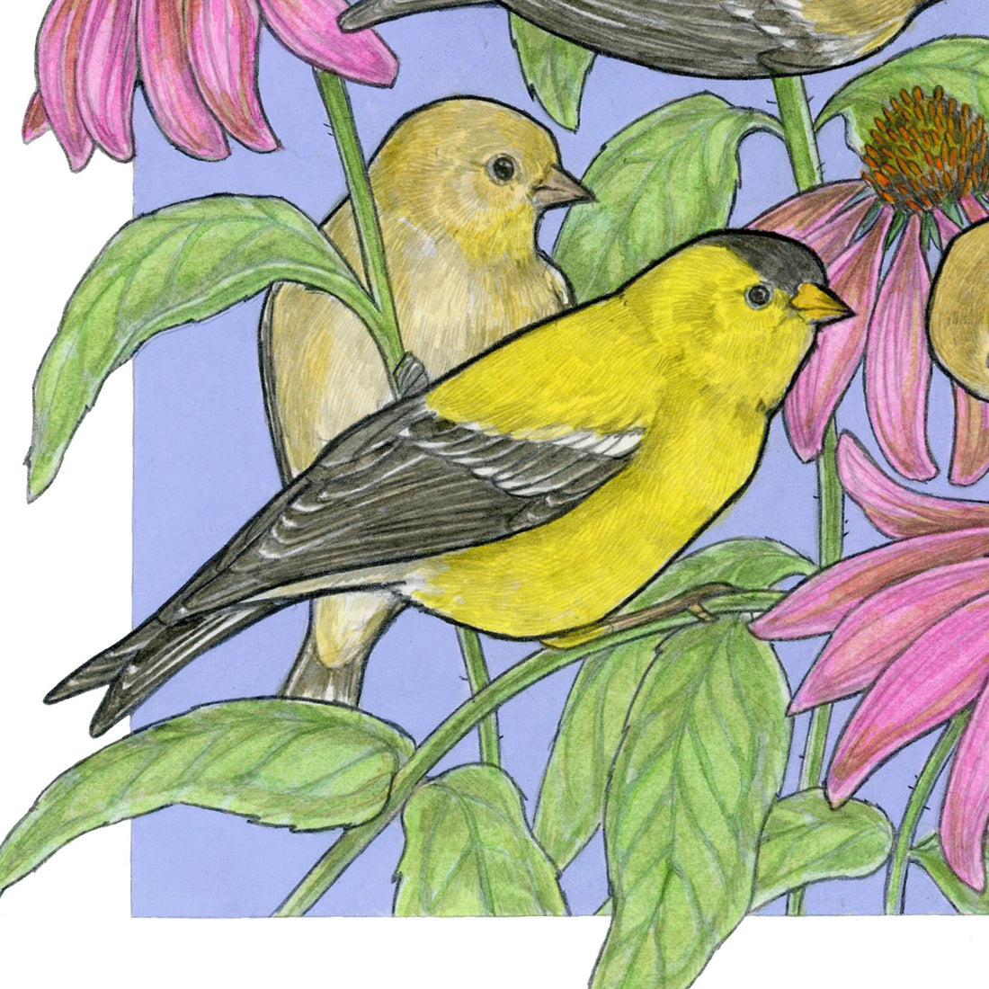 A Charm of Finches - Archival Print