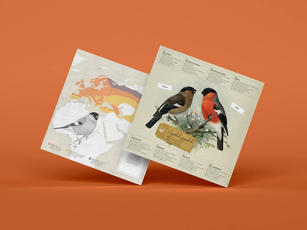 Bullfinch Bird 3D Paper Figure Kit