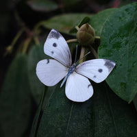 "Southeast" 3 Piece Butterfly set