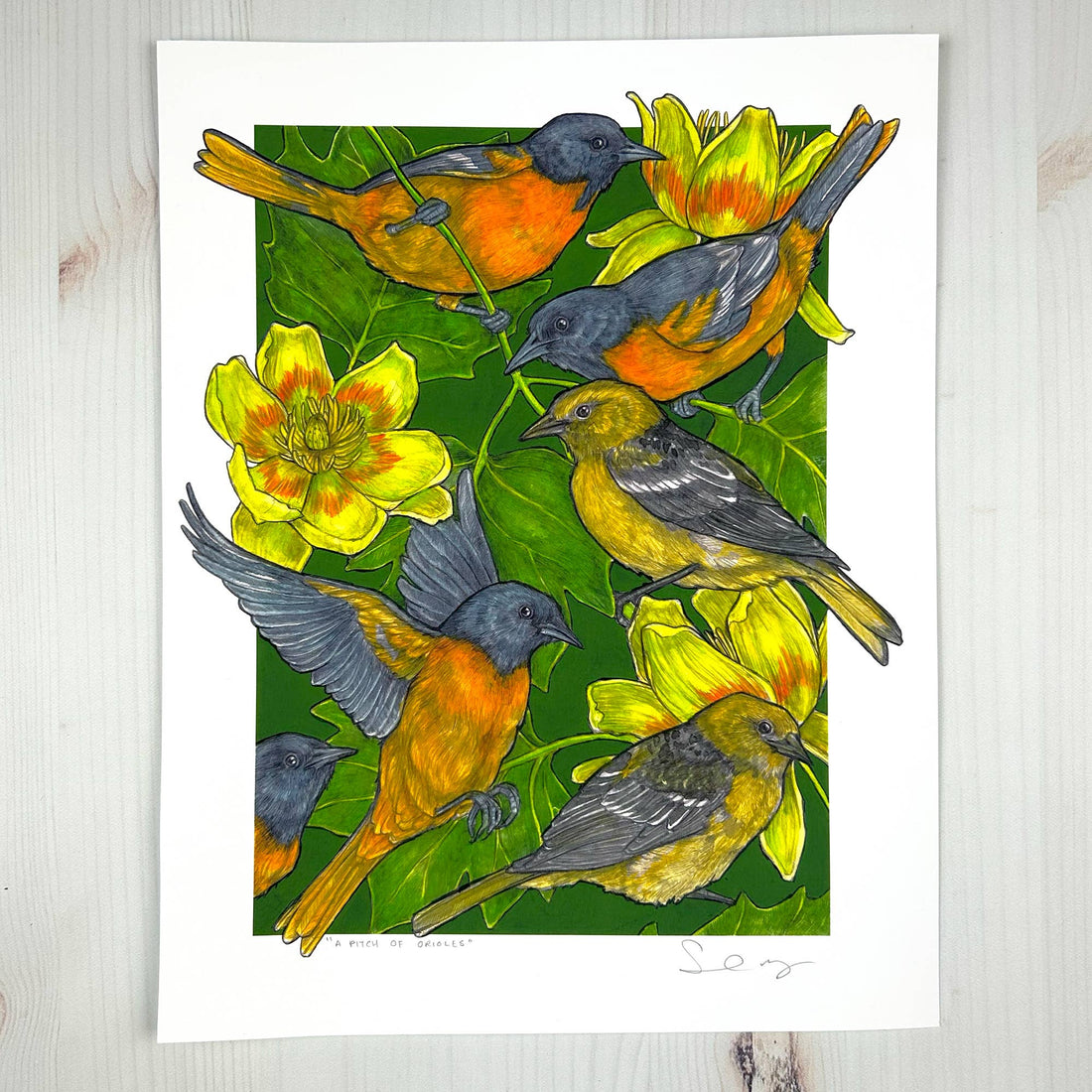 A Pitch of Orioles - Archival Print