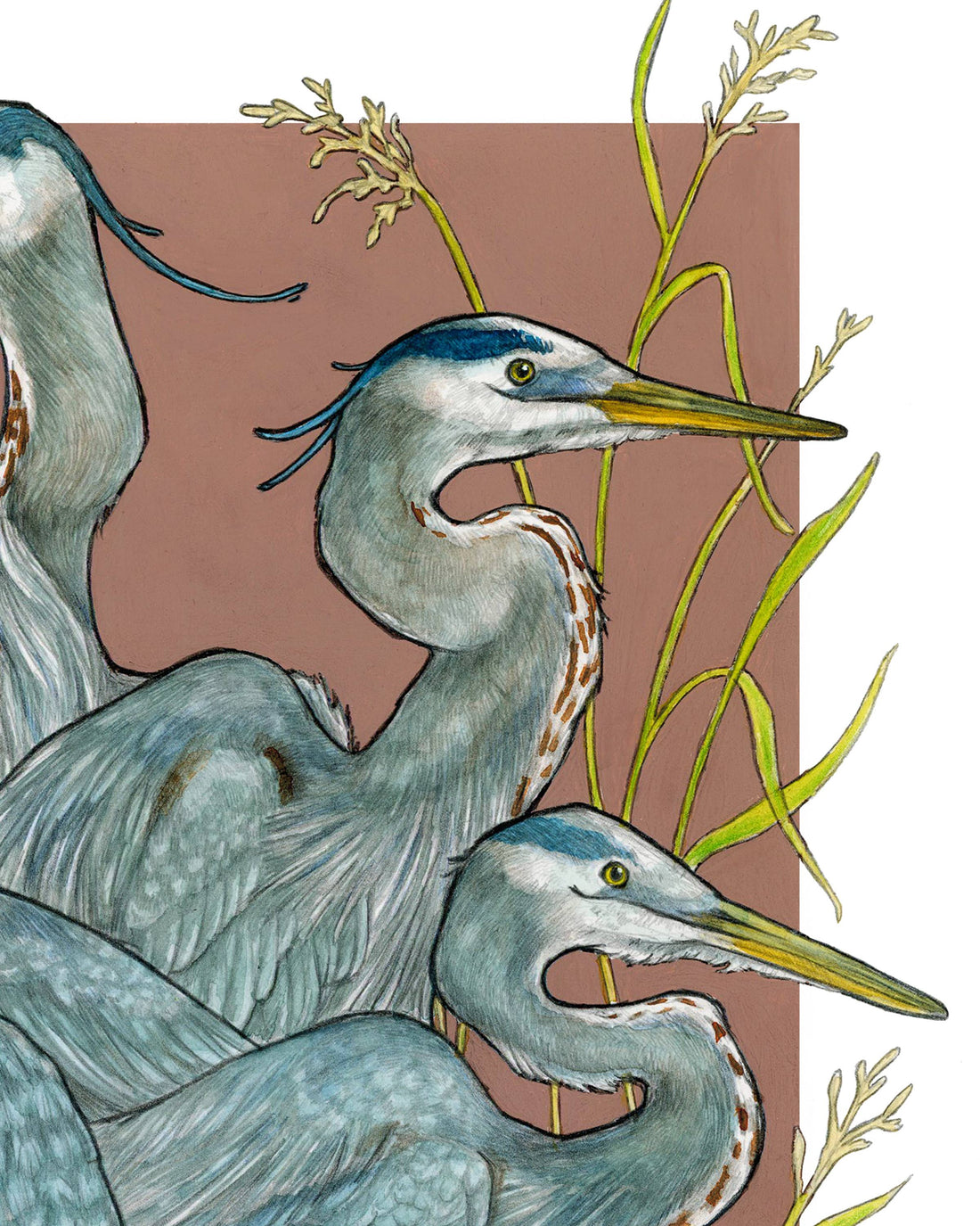 A Siege of Herons - Archival Print