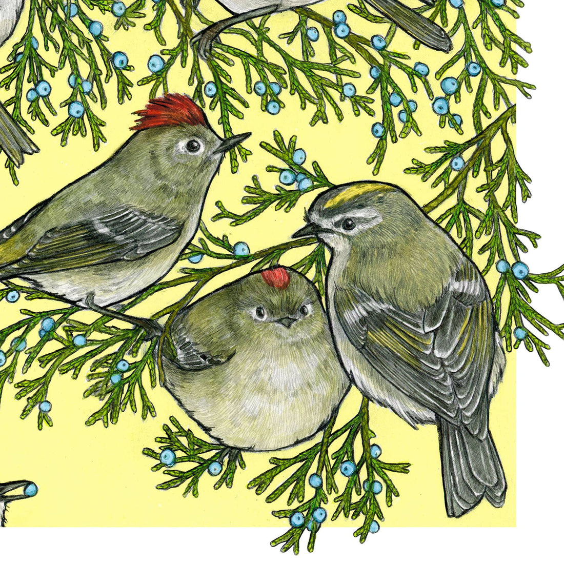 A Court of Kinglets - Archival Print