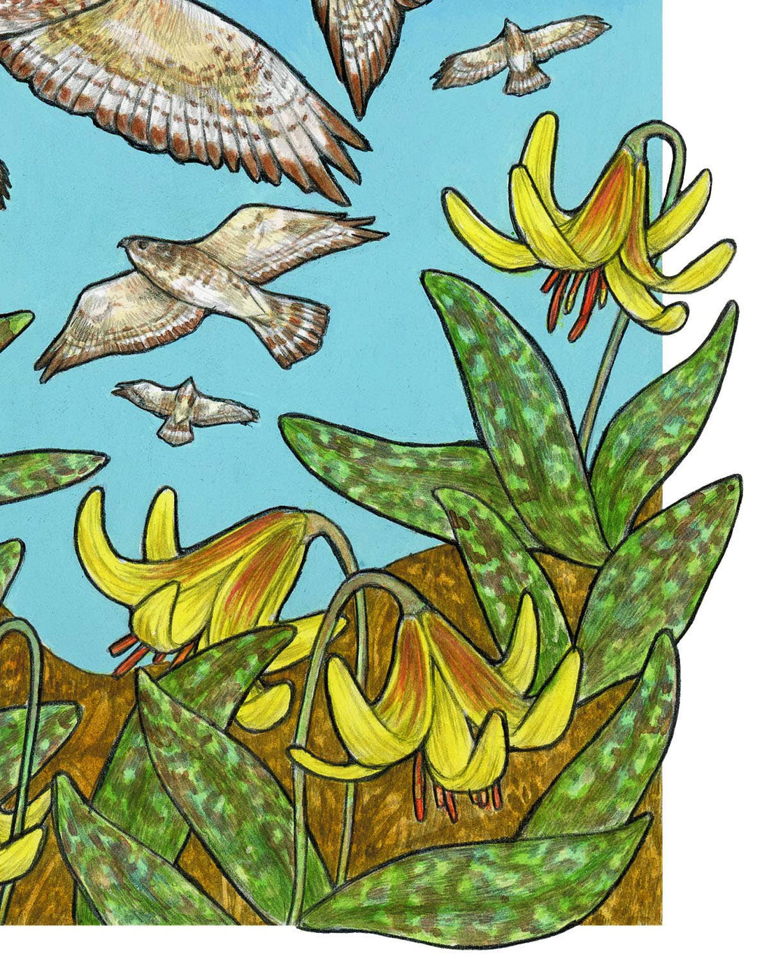A Kettle of Hawks - Archival Print