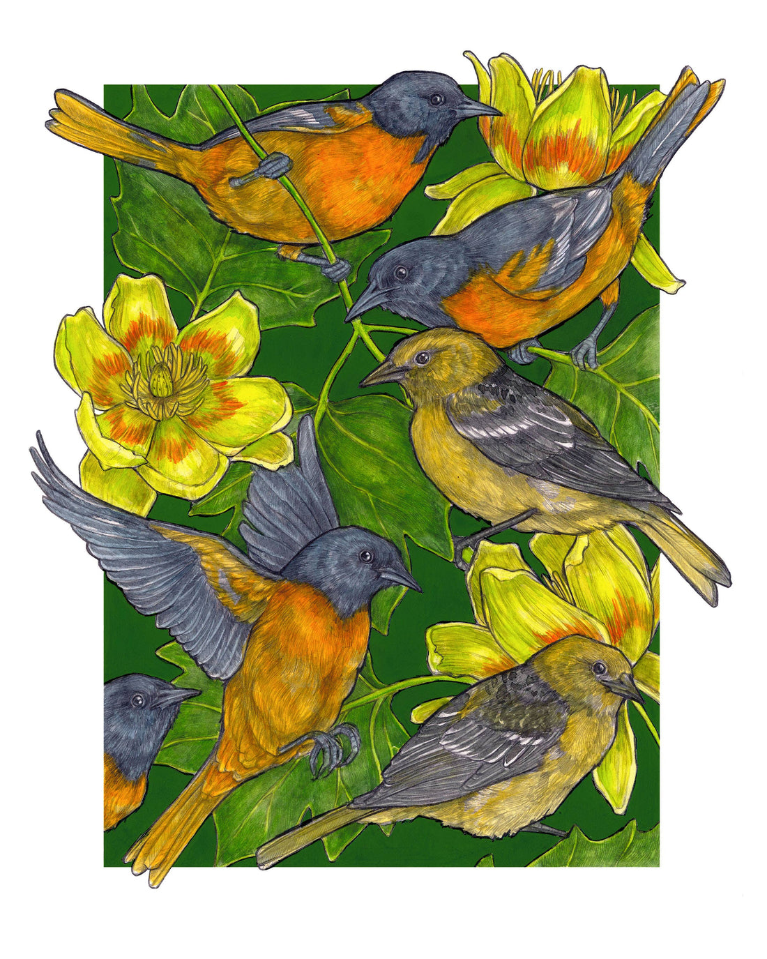 A Pitch of Orioles - Archival Print