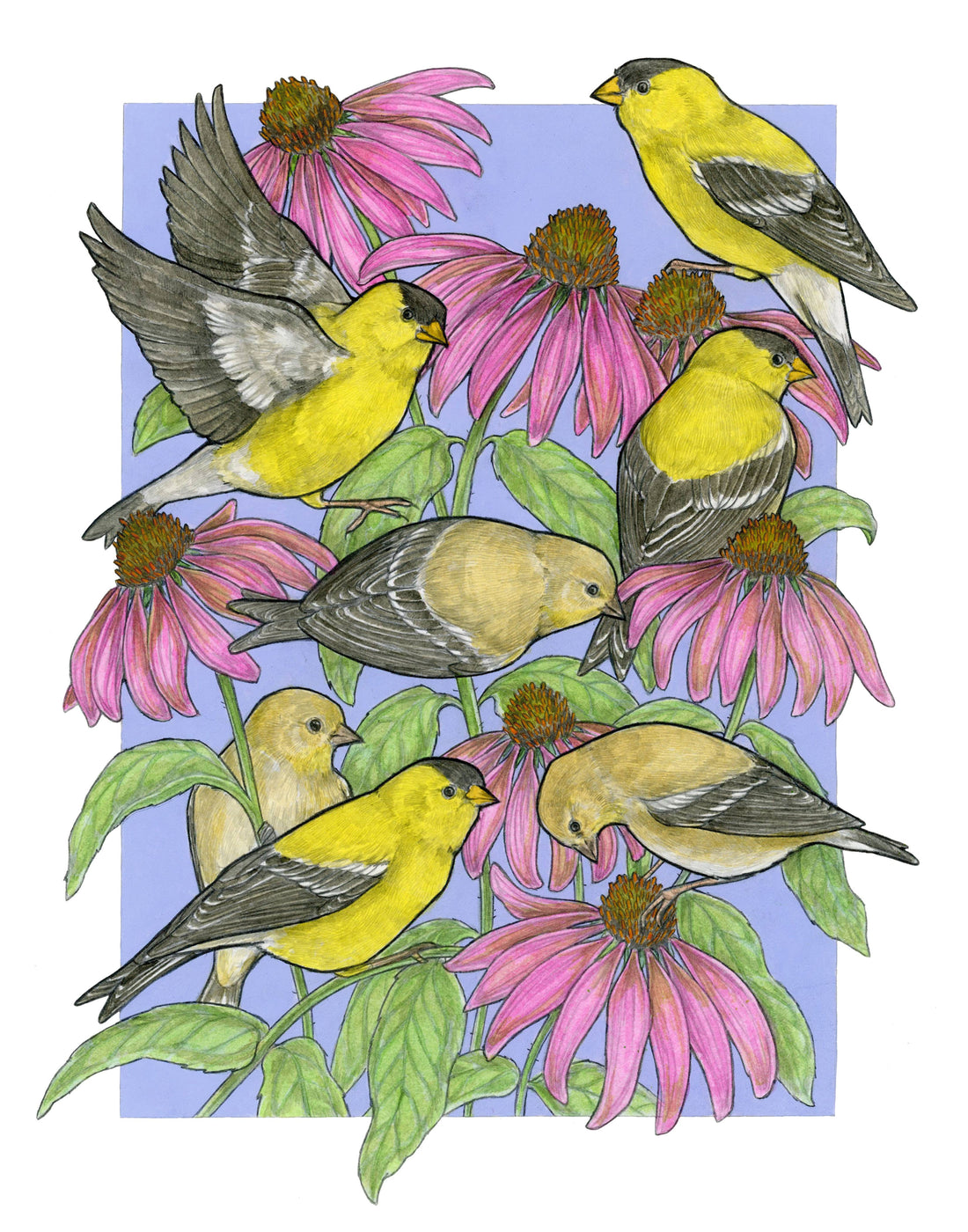 A Charm of Finches - Archival Print