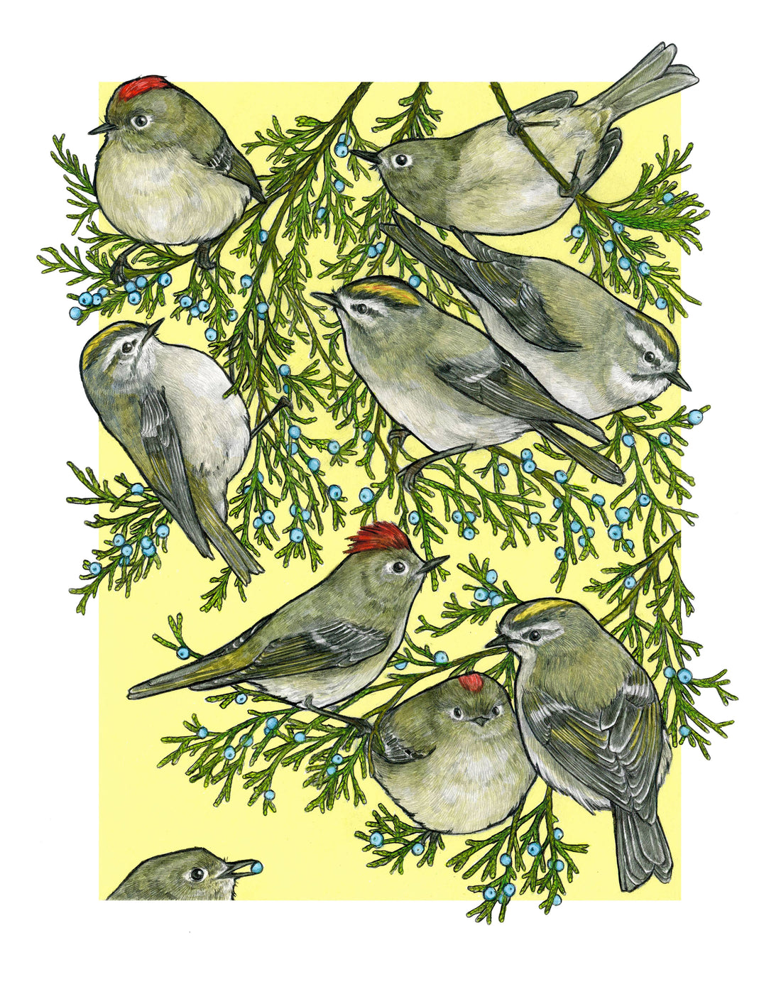 A Court of Kinglets - Archival Print