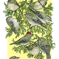 A Court of Kinglets - Archival Print