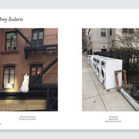 Sad Stuff on the Street By Sloane Crosley and Greg Larson