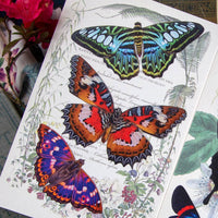 'Quartz' Butterfly 3 piece Set