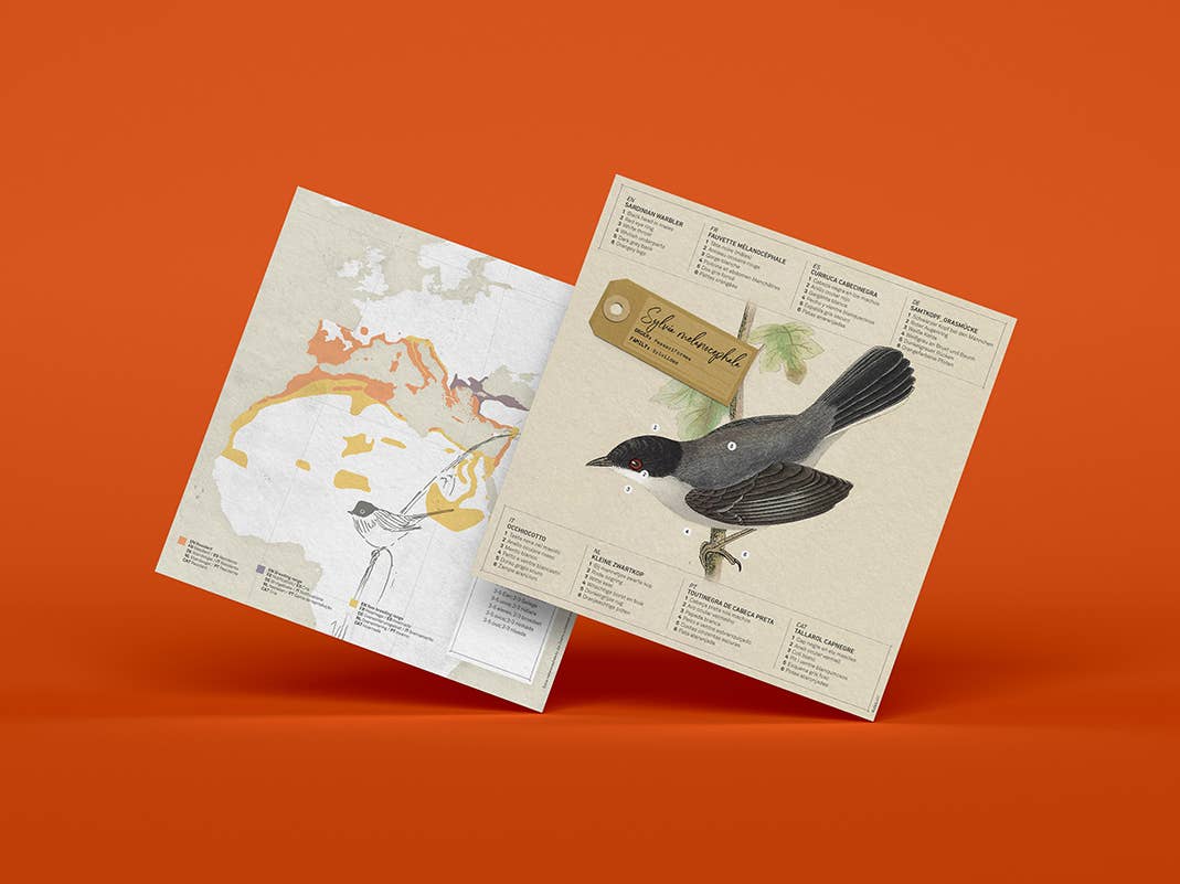 Sardinian Warbler Bird 3D Paper Figure Kit