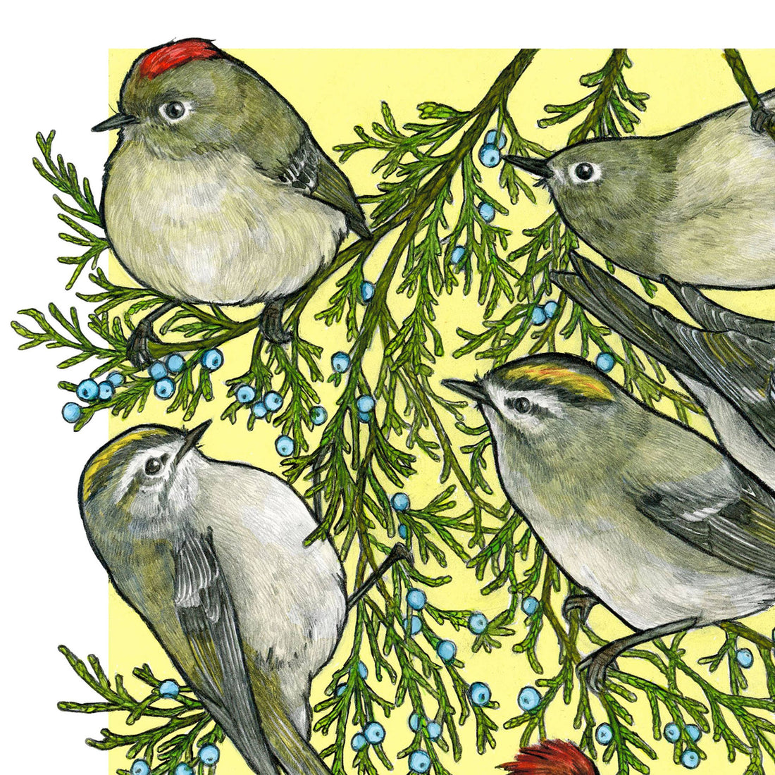 A Court of Kinglets - Archival Print