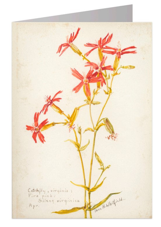 Catchfly Notecard