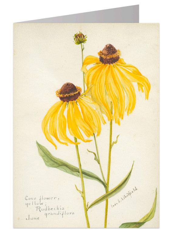 Coneflower Notecard