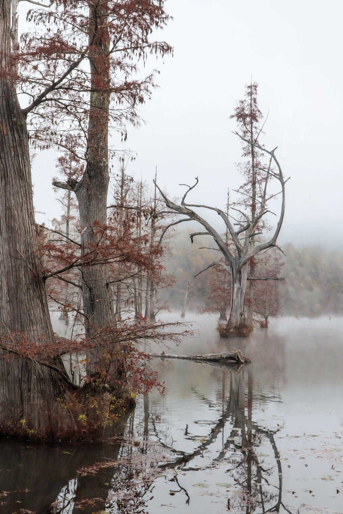 Limited-Edition of 30, Disquiet Photography Print