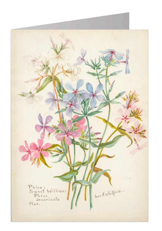 Phlox Notecard