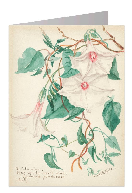 Potato Vine Notecard