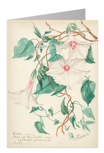 Potato Vine Notecard