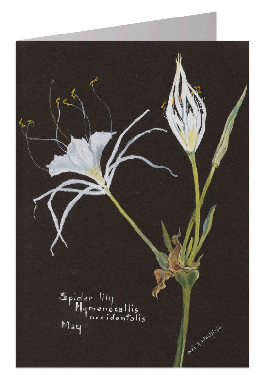 Spider Lily Notecard