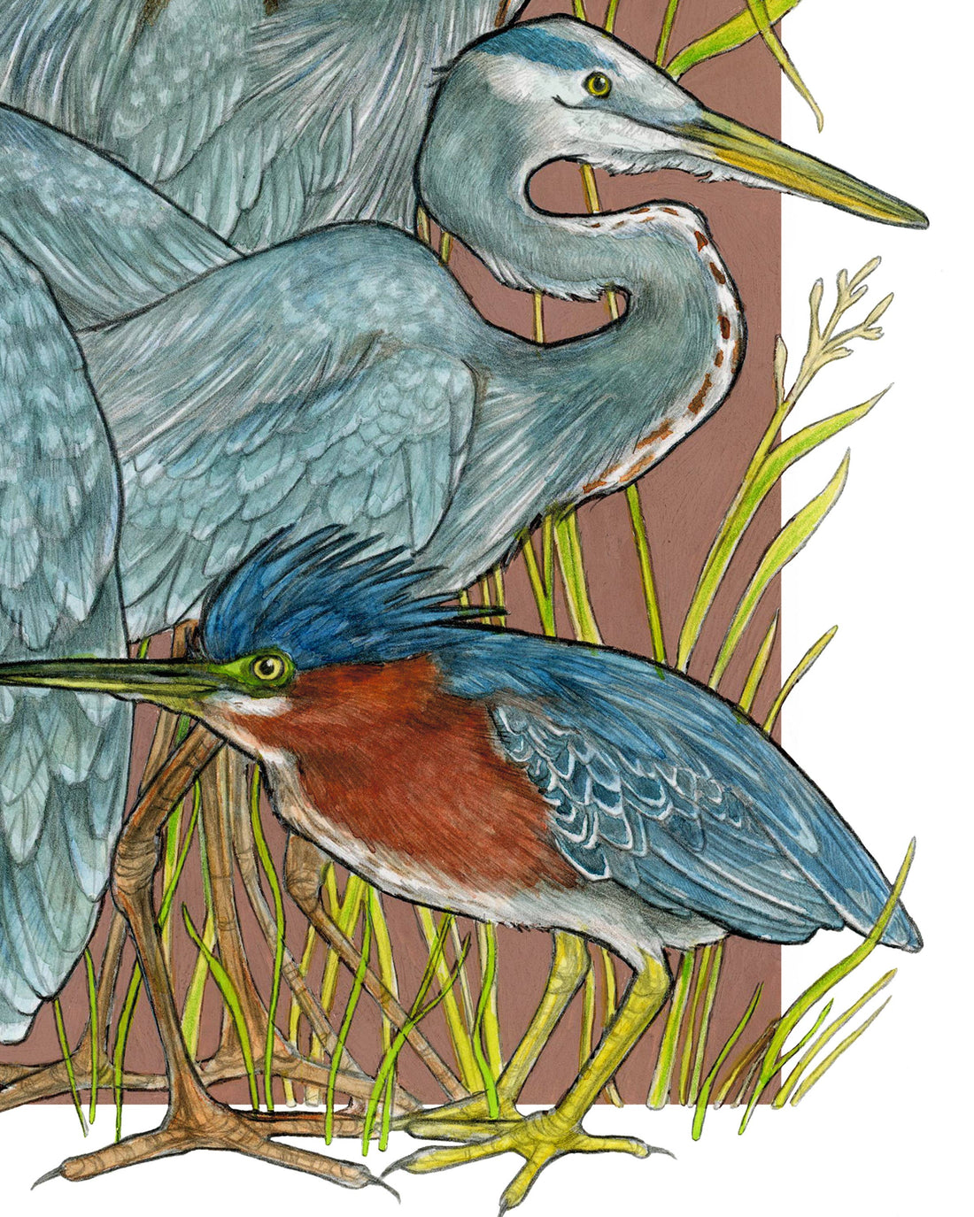 A Siege of Herons - Archival Print