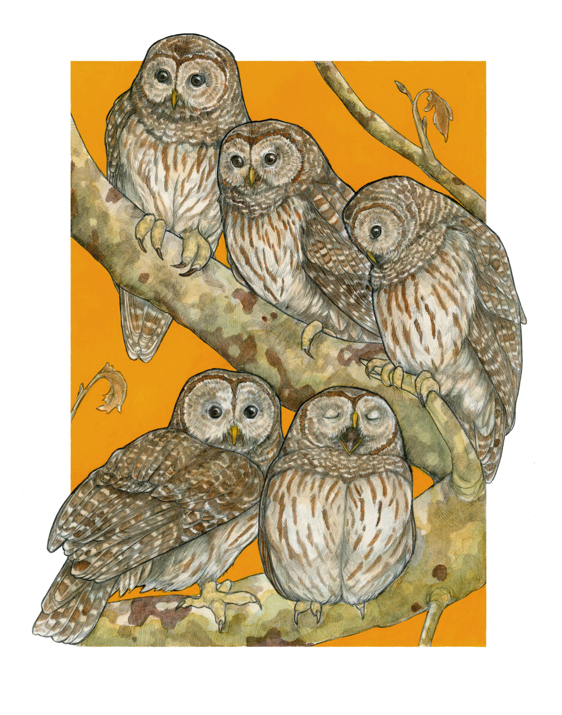 A Parliament of Owls - Archival Print