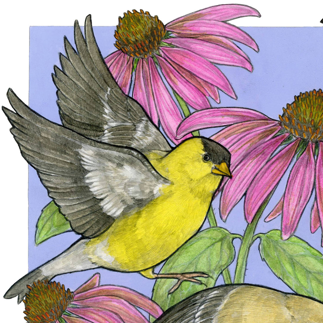 A Charm of Finches - Archival Print