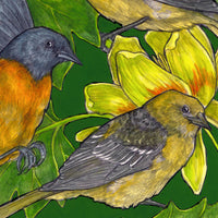 A Pitch of Orioles - Archival Print