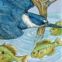 A Realm of Kingfishers - Archival Print