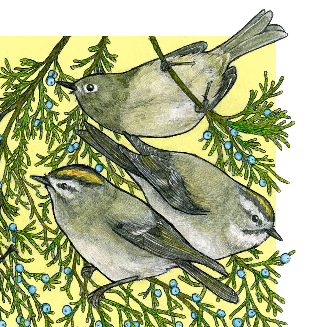 A Court of Kinglets - Archival Print