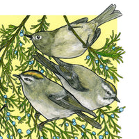 A Court of Kinglets - Archival Print