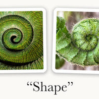 OuiSi Nature: Games of Visual Connection