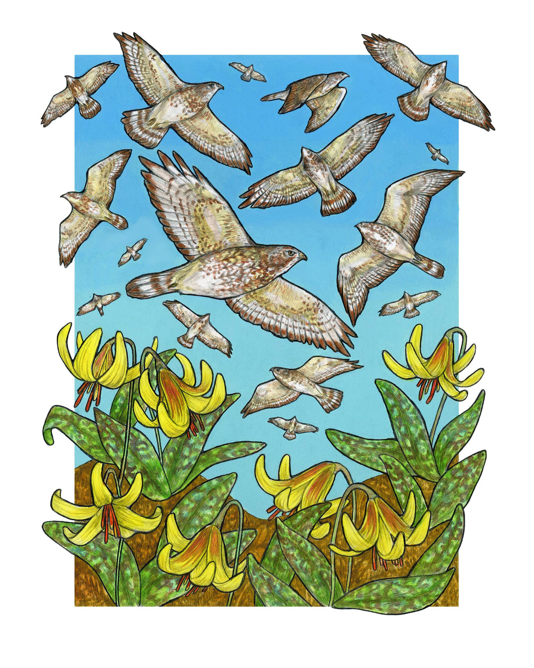 A Kettle of Hawks - Archival Print